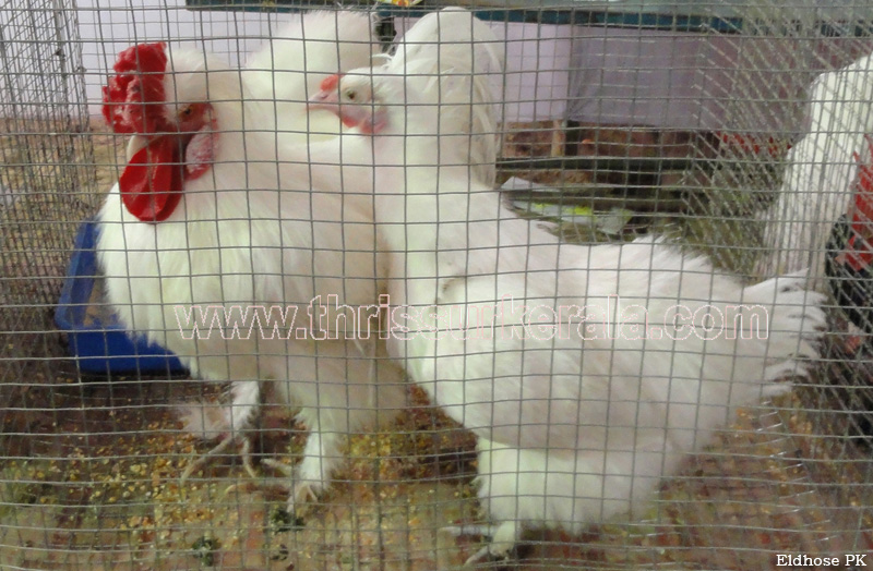 34 silkie